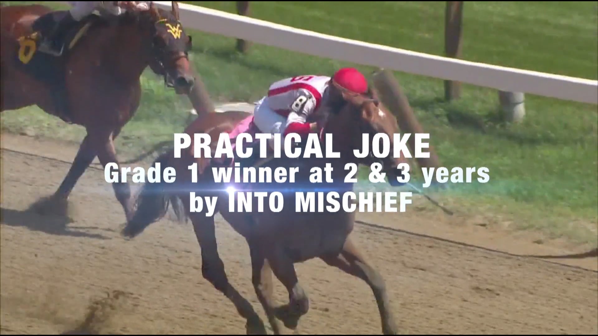 Practical Joke Stallions Coolmore America