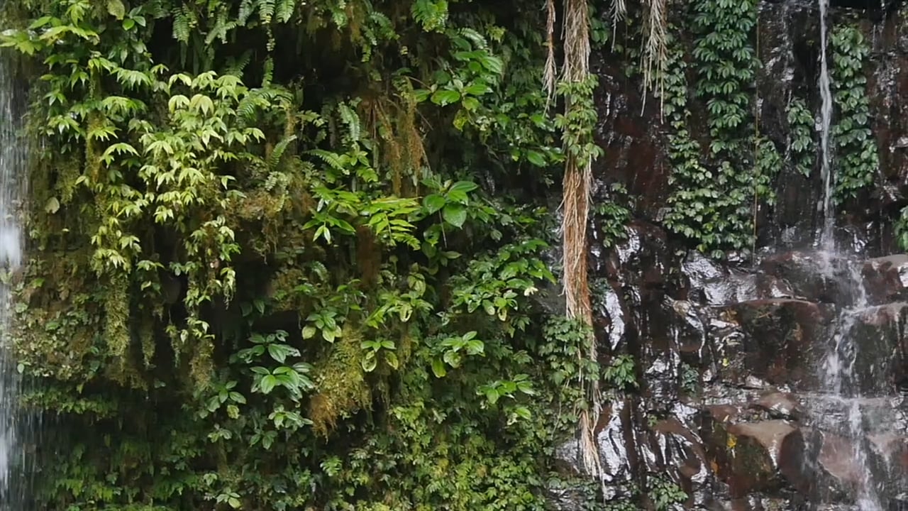 Jungle Water Falls