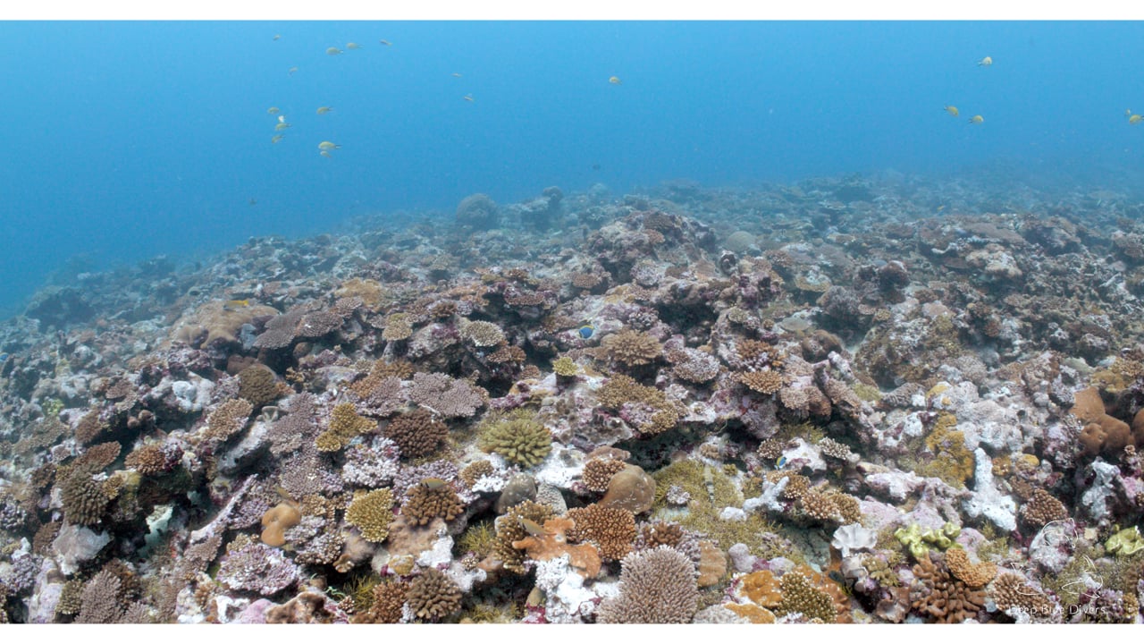Deep Blue Divers | November Highlights