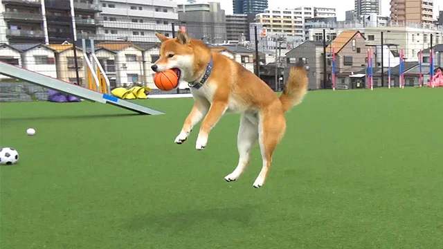 柴犬亜門さん ドッグランへ行く｜ディテックブログ｜DITECH'S BLOG