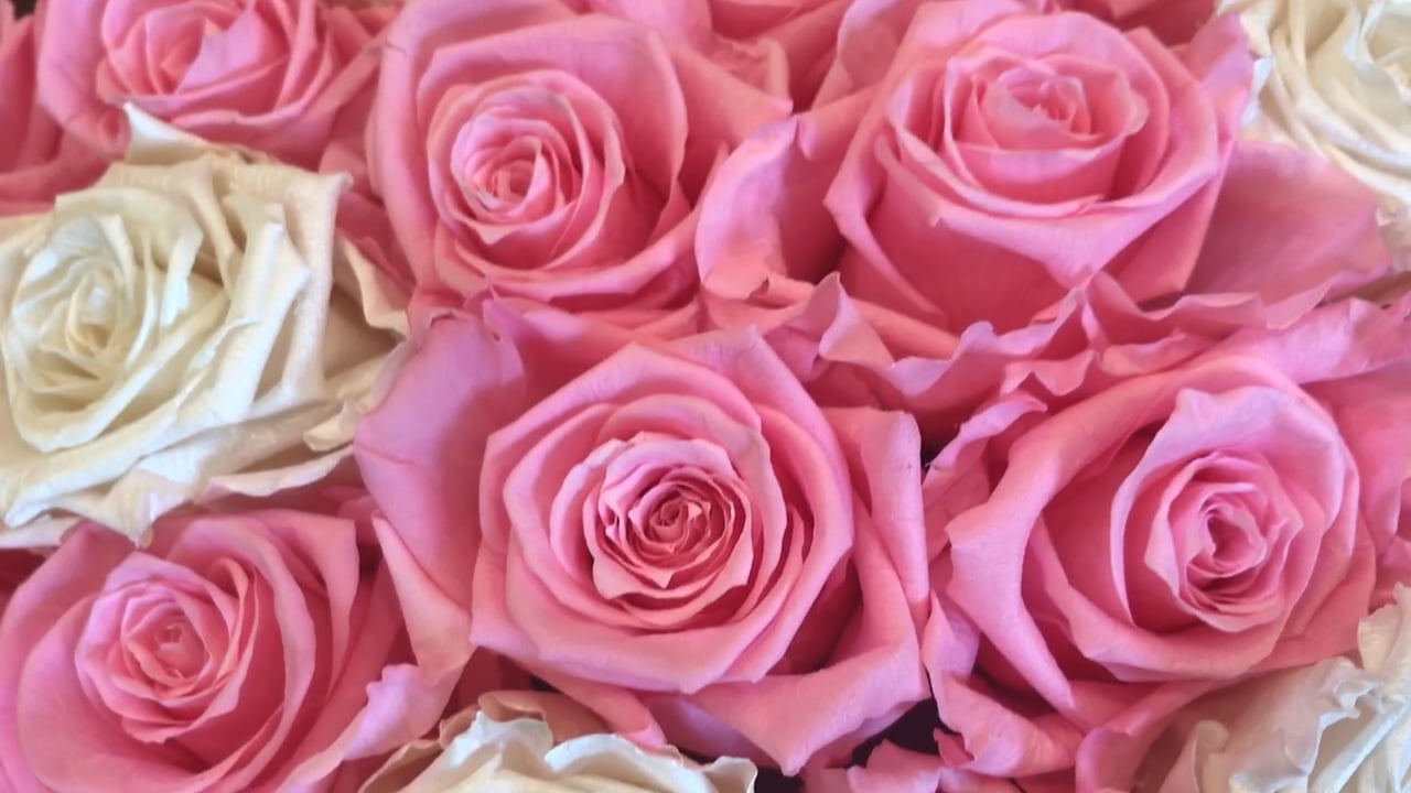 La Fleur De Luxe Long Lasting Roses to Impress on Vimeo