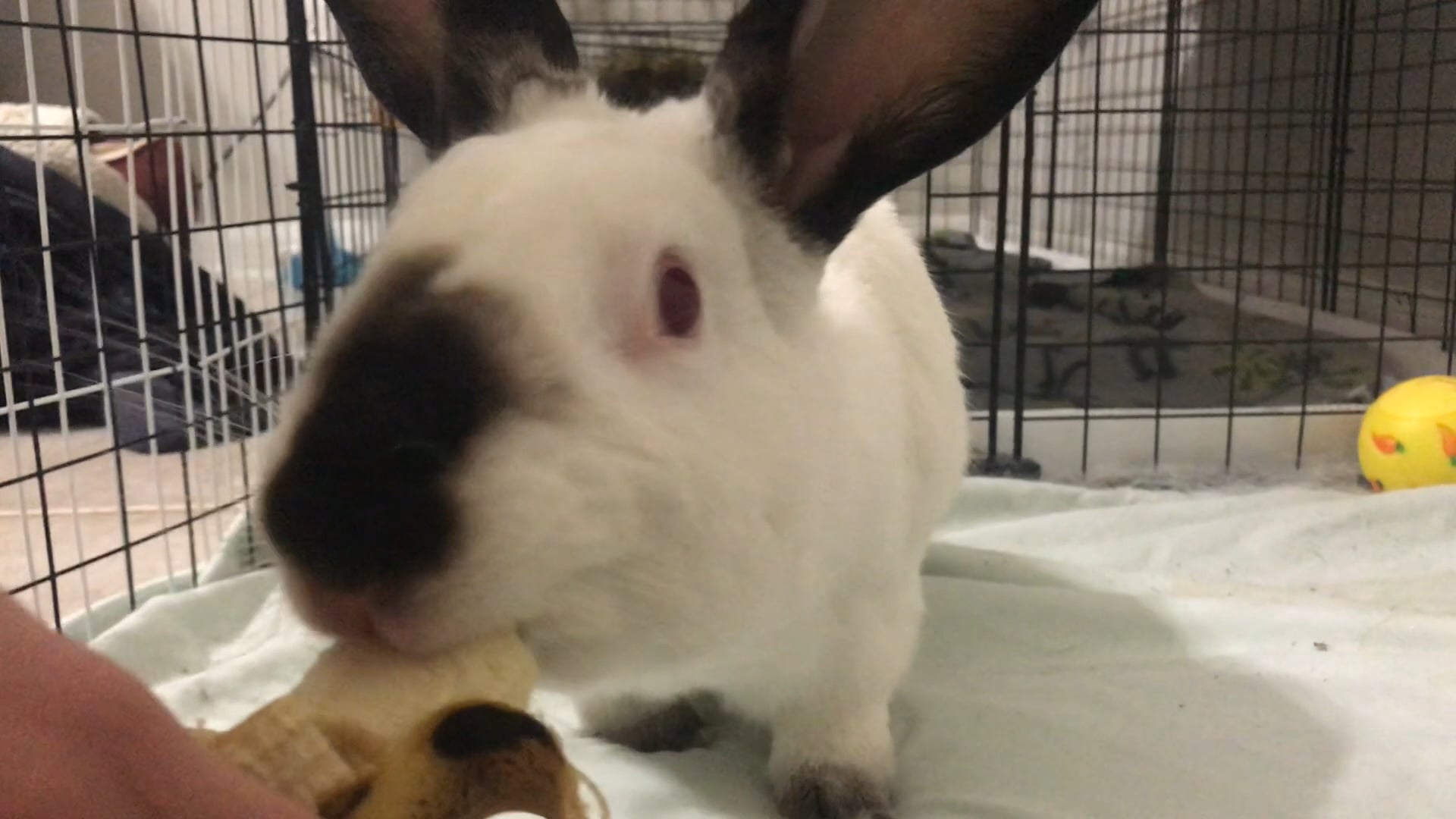 ASMR animals on Vimeo