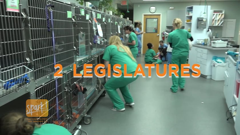 vimeo-video-thumbnail