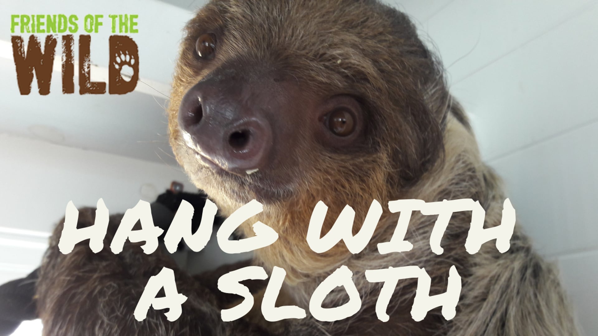 Winchester the Sloth wants to meet YOU