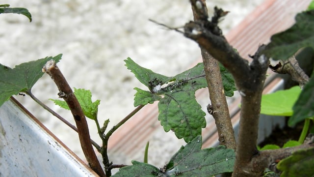 Leaf Insects Macro - Free Video On Pixabay