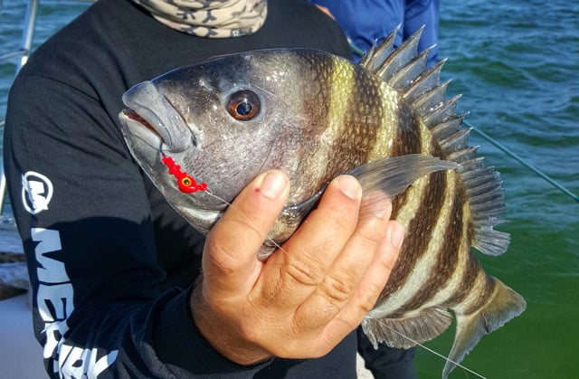 Sheepshead - Pesca a la costa del golf de FloridaSheepshead - Pesca a la costa del golf de Florida  