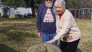 New Sculpture at Cameron Park Zoo