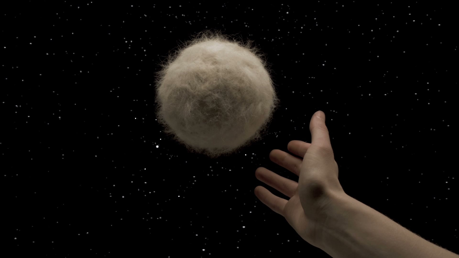 Tracing Coyotes - A Dog Crosses My Way