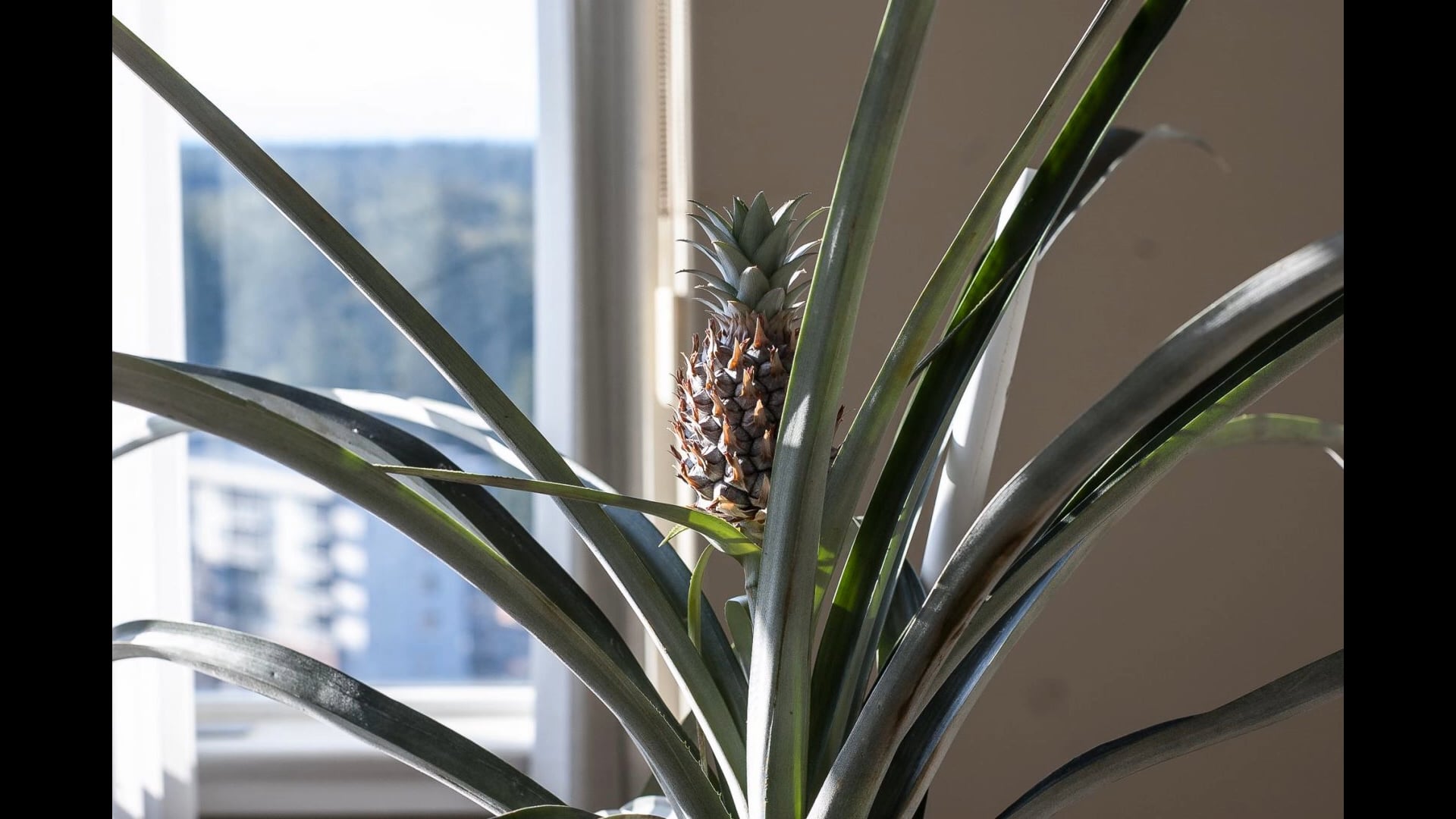 pineapple time lapse on Vimeo