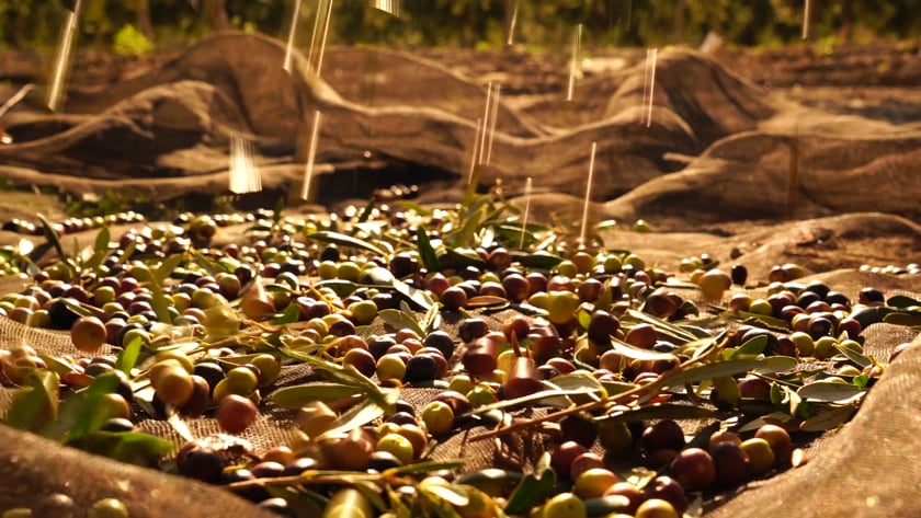 vimeo-video-thumbnail