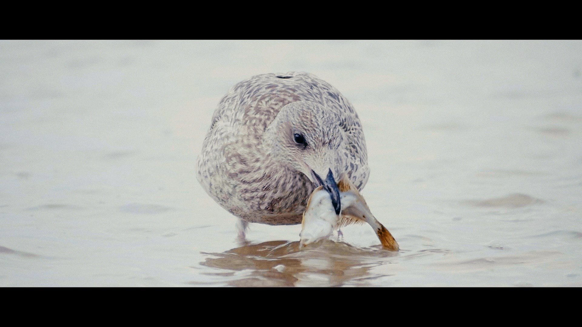 Usedom - Film