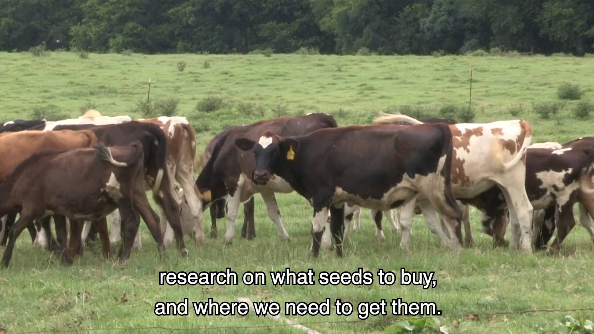 Bush Hollow Farm Organic Dairy on Vimeo