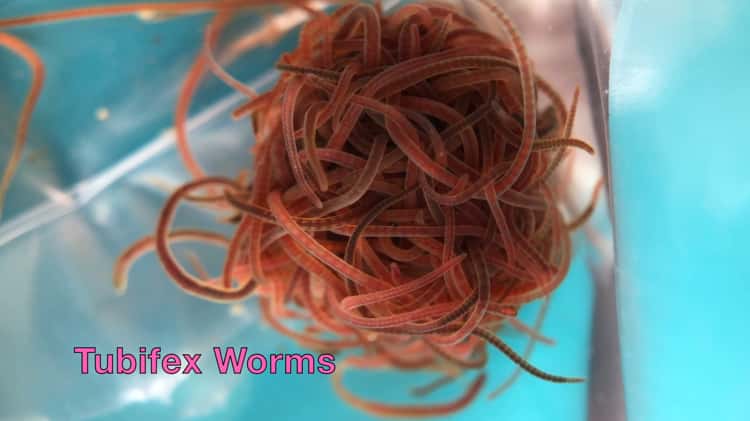 Buy tubifex worms sale