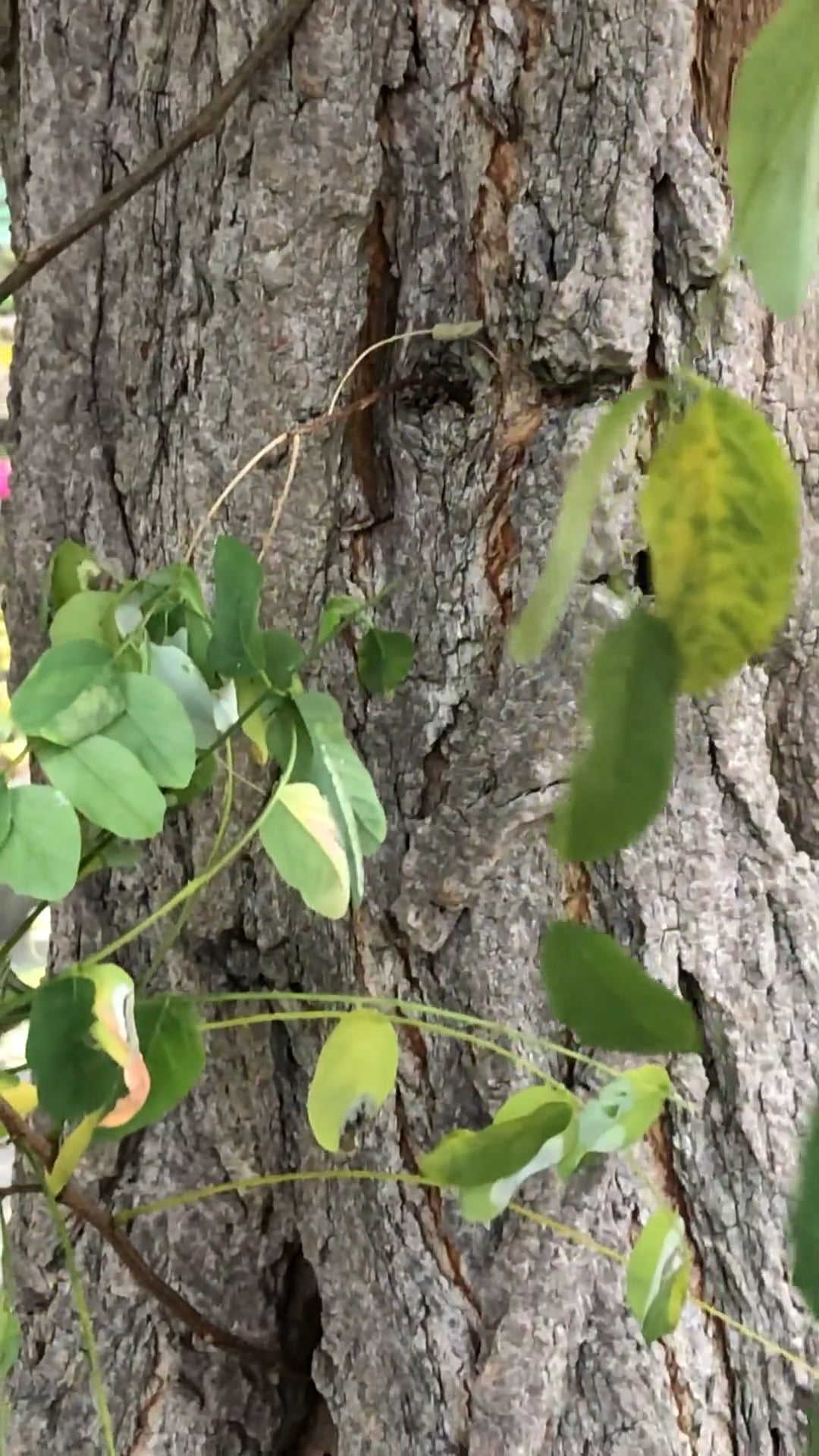 A cat, RPU and the bikelane