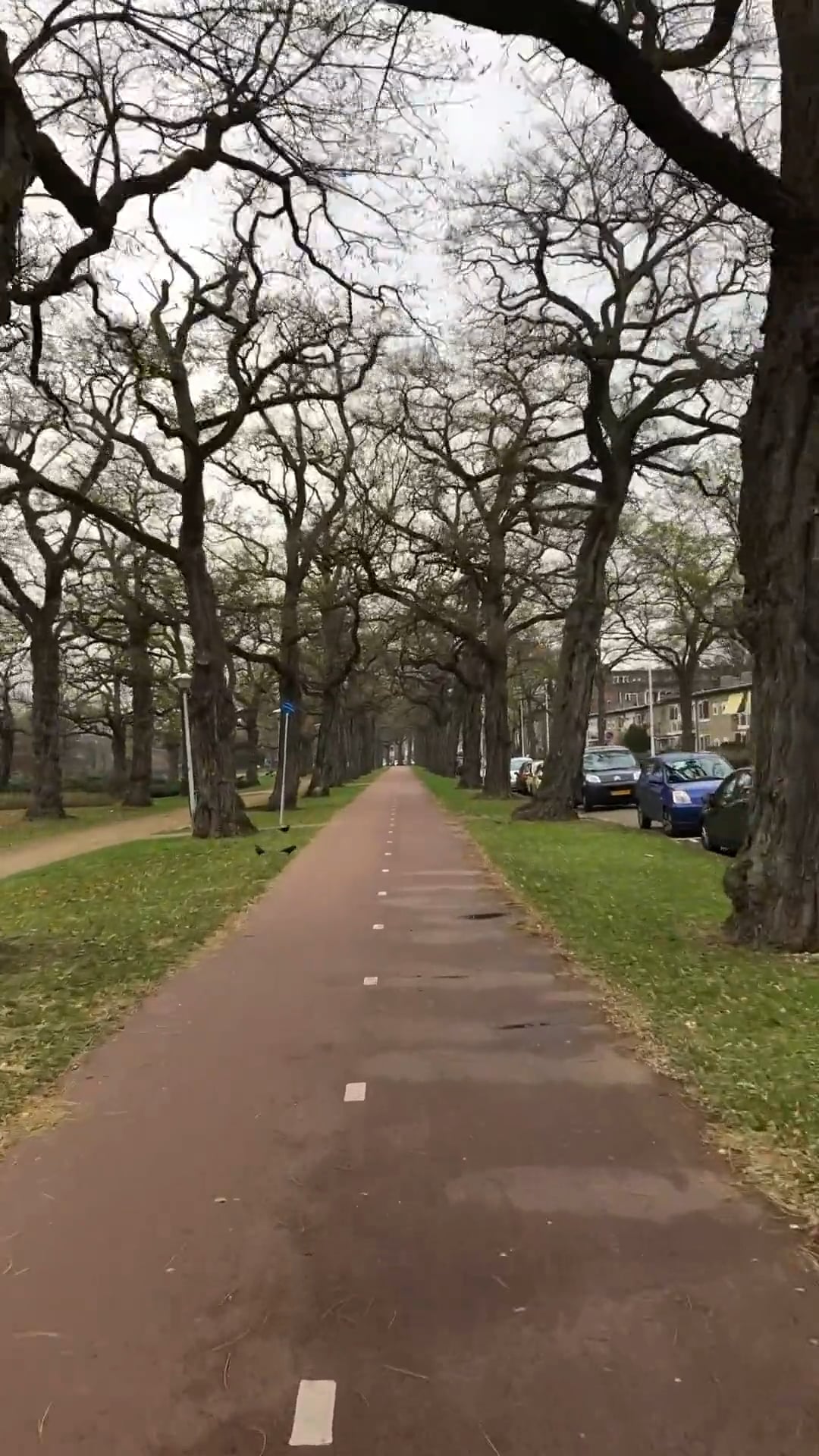 A cat, RPU and the bikelane