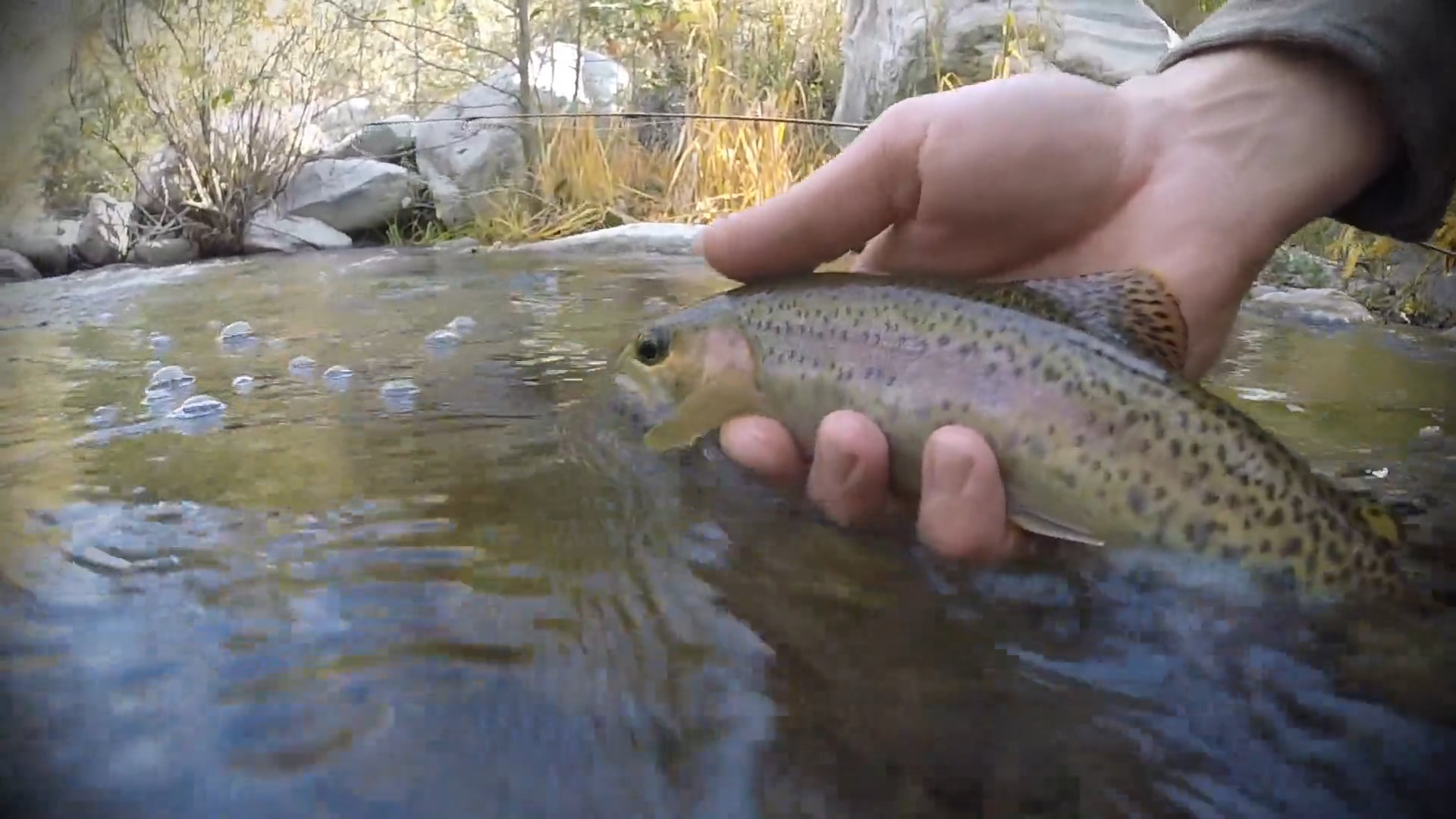 All about Wild Trout