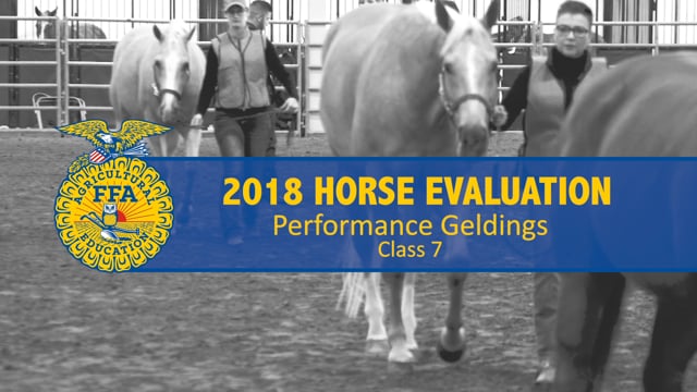 2018 Horse – Class 7 Performance Geldings