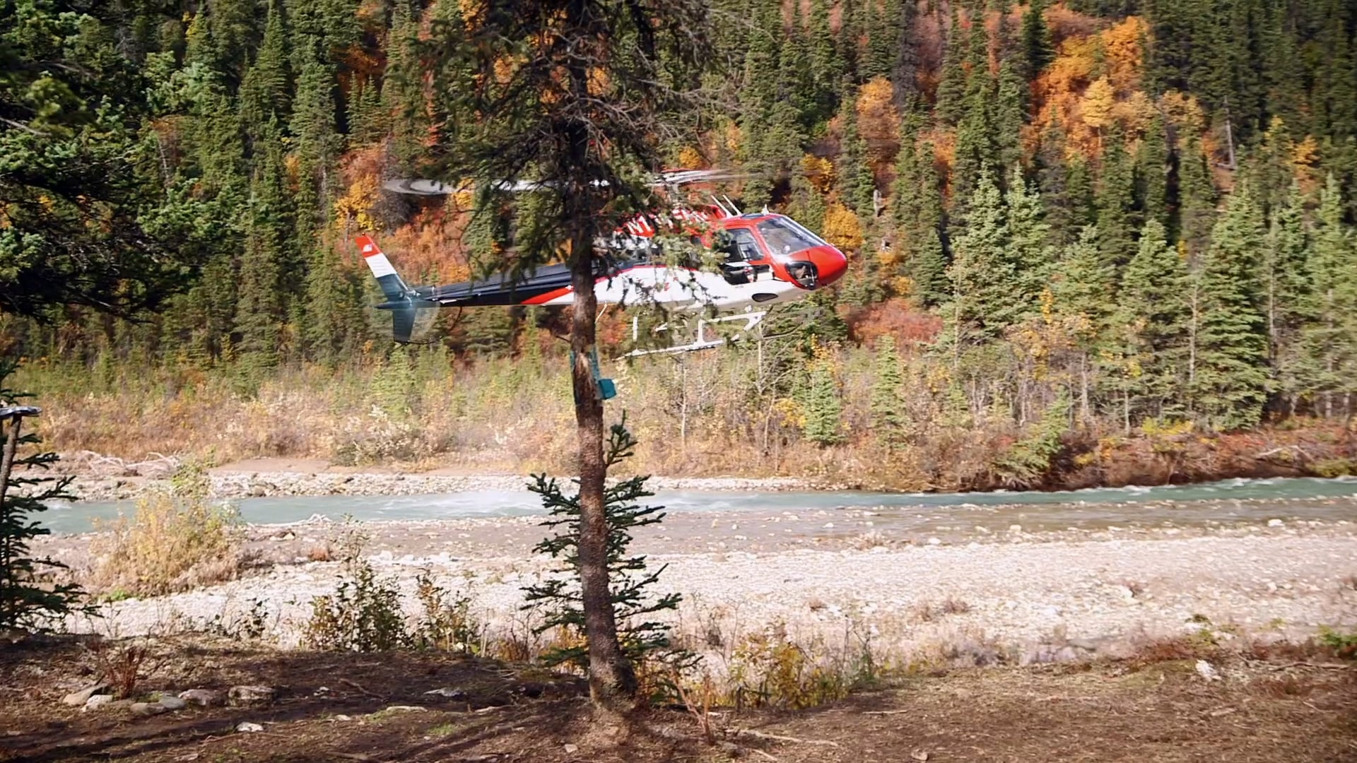 Animal Planet Feature - Dr. Dee Vimeo Upload