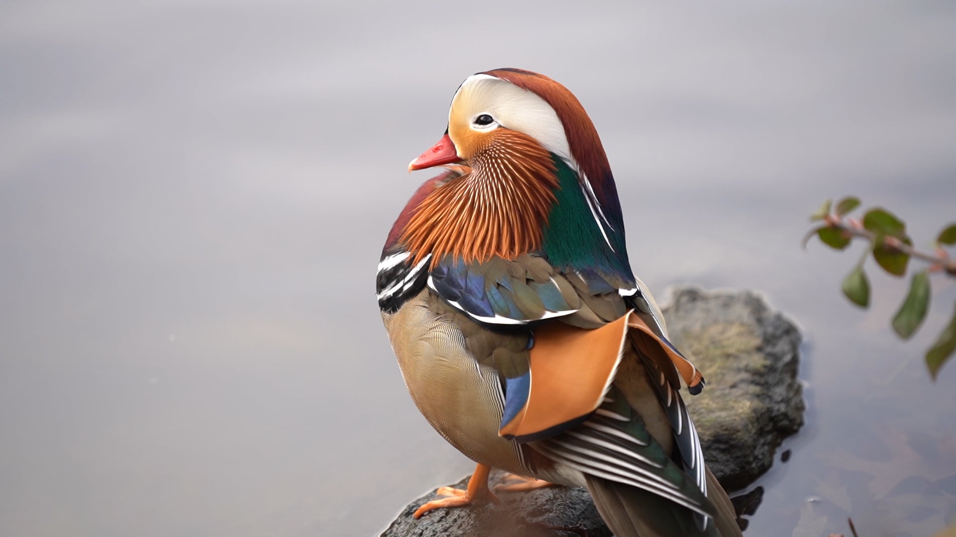SCMP: The Mandarin Duck: New York’s most surprising celebrity