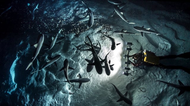 700 SHARKS | Trailer - 2019 | H264 20Mbps