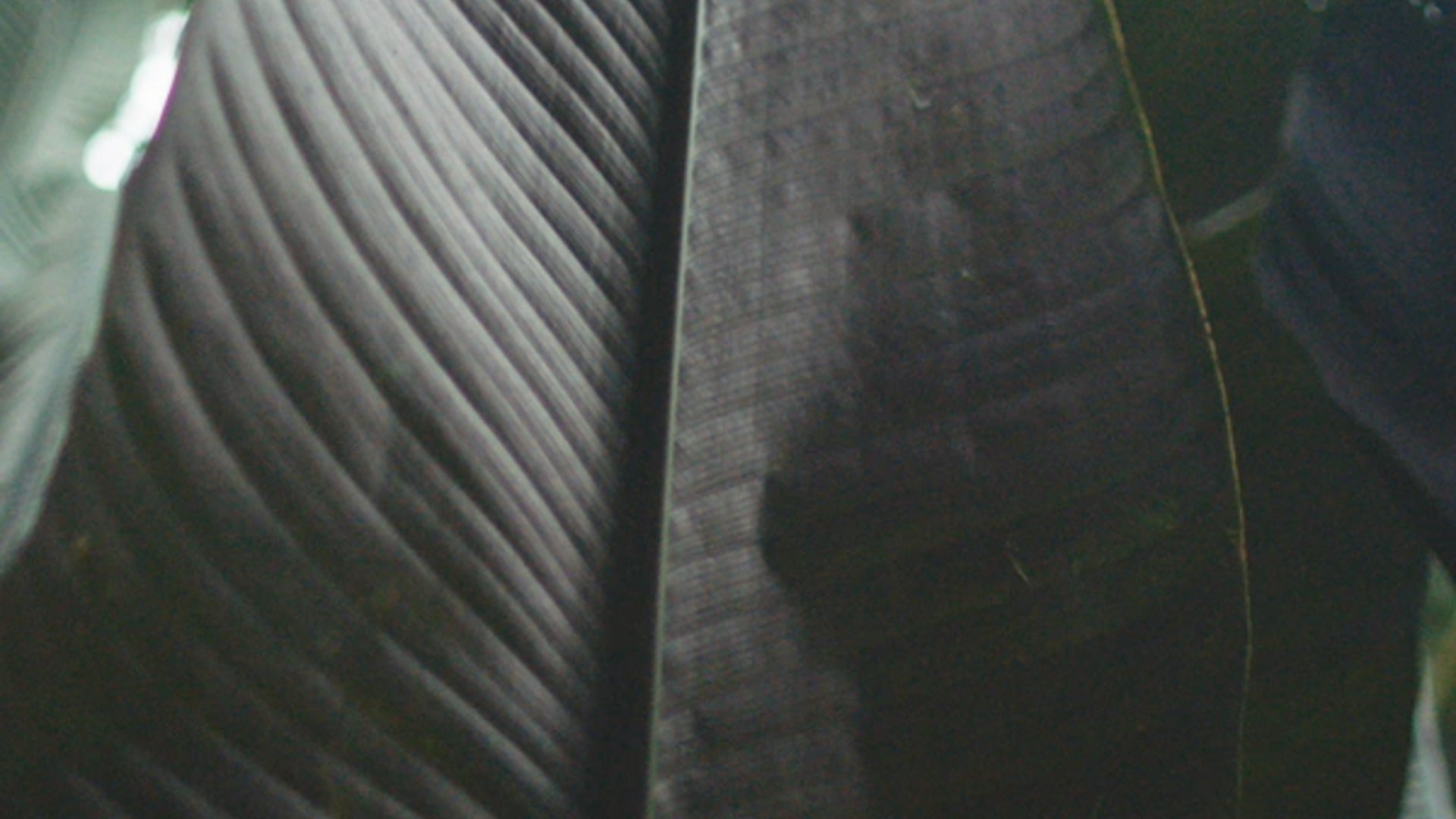 Costa Brazil | Face Oil