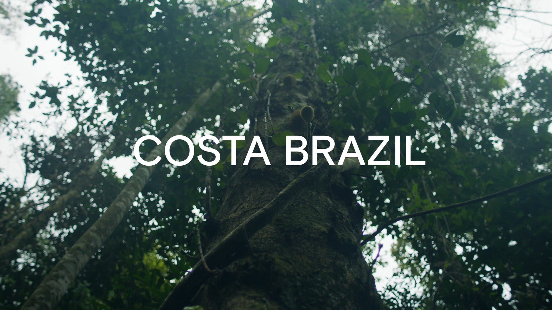 Costa Brazil | Jungle Oil