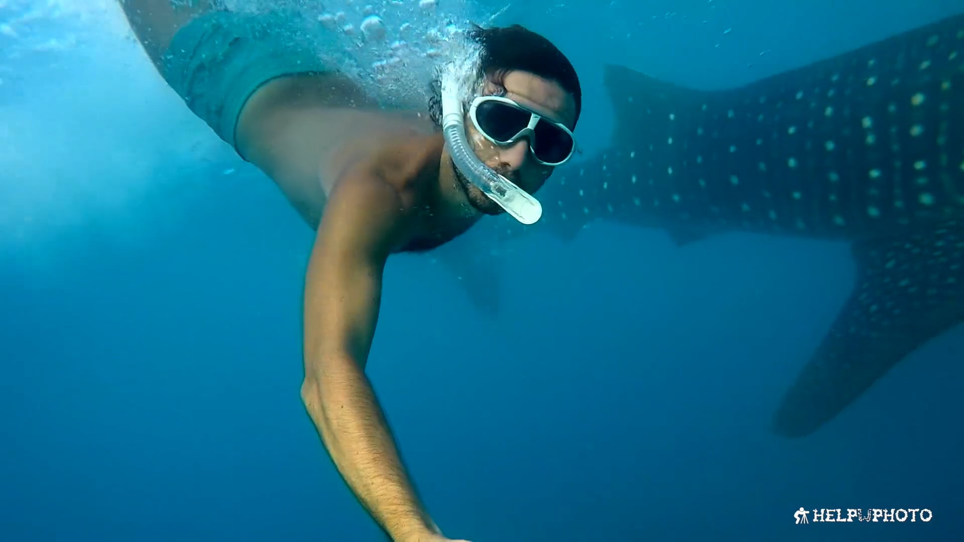 whaleshark