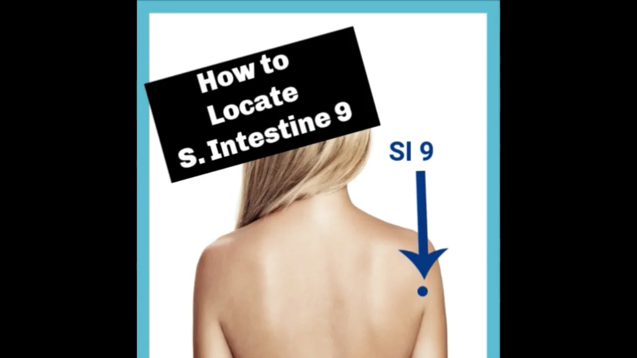 How to Locate Small Intestine 9 on Vimeo