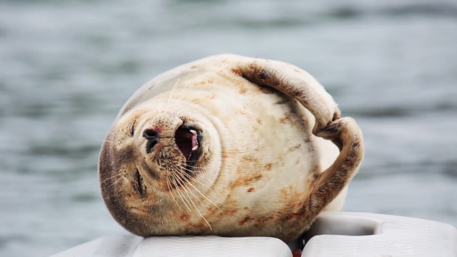 Harbor Seals