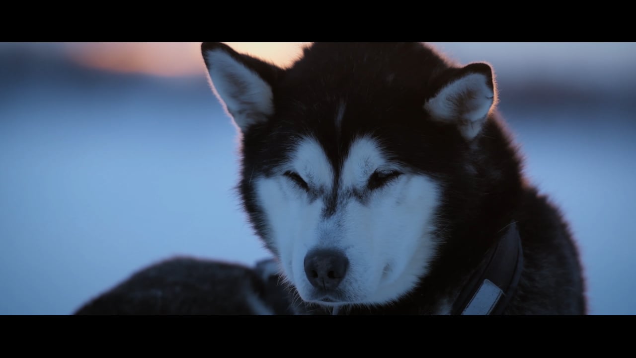 Snowtrail Dogcamp Lodge  | Schweden Lappland