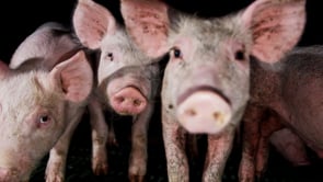 Pig Farms | An Animal Equality Documentary (English)