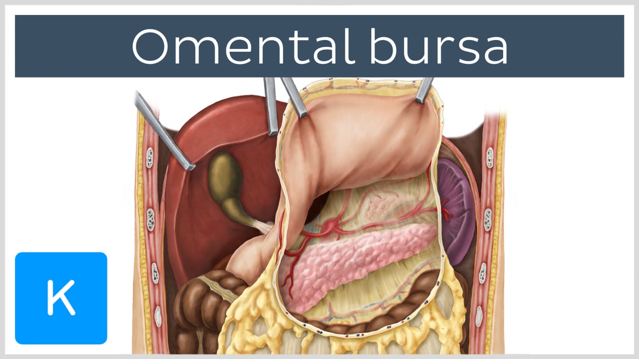 lesser omentum contents