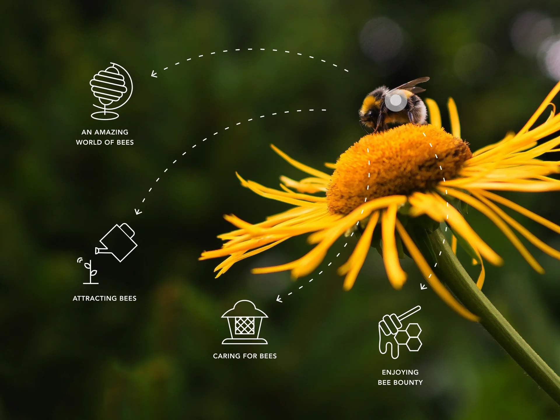The Bee Book on Vimeo