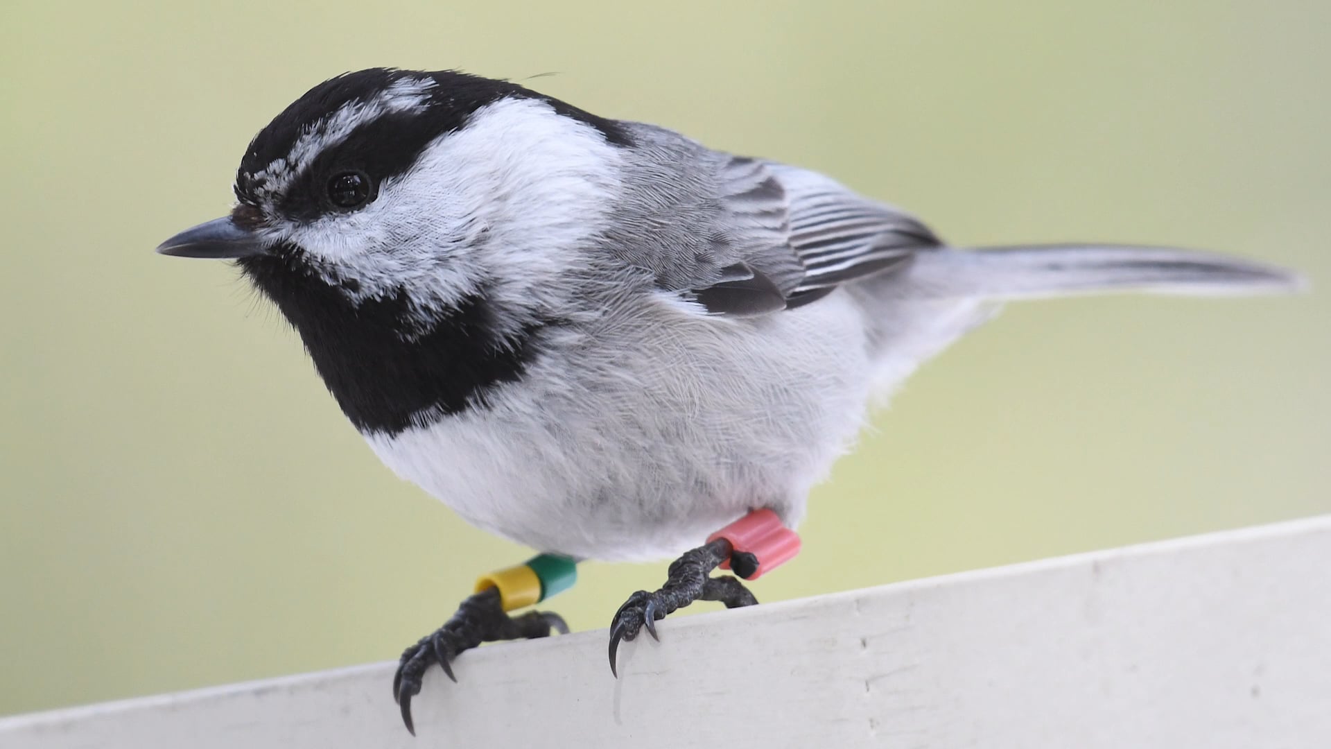 Natural selection linked to spatial memory in wild mountain chickadee  research