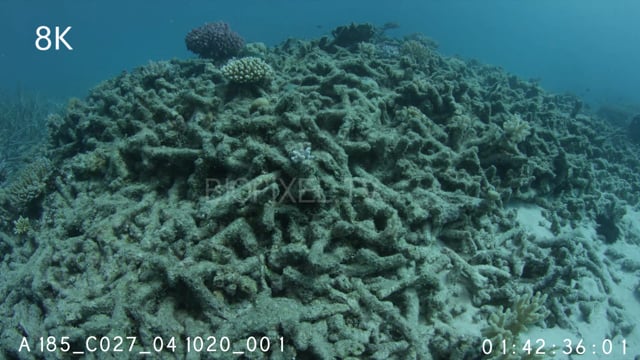 Coral rubble 8K