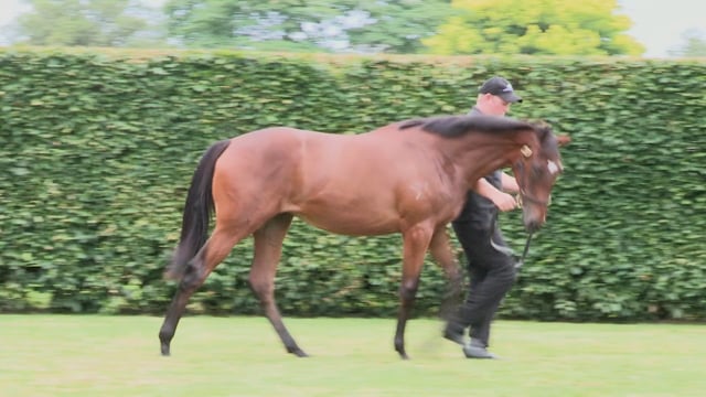 Lot 118