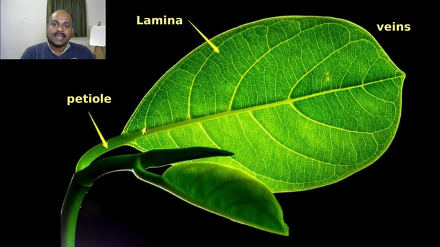 Parts of a Leaf