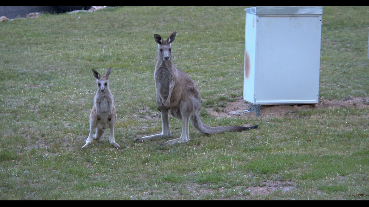 the kangaroos