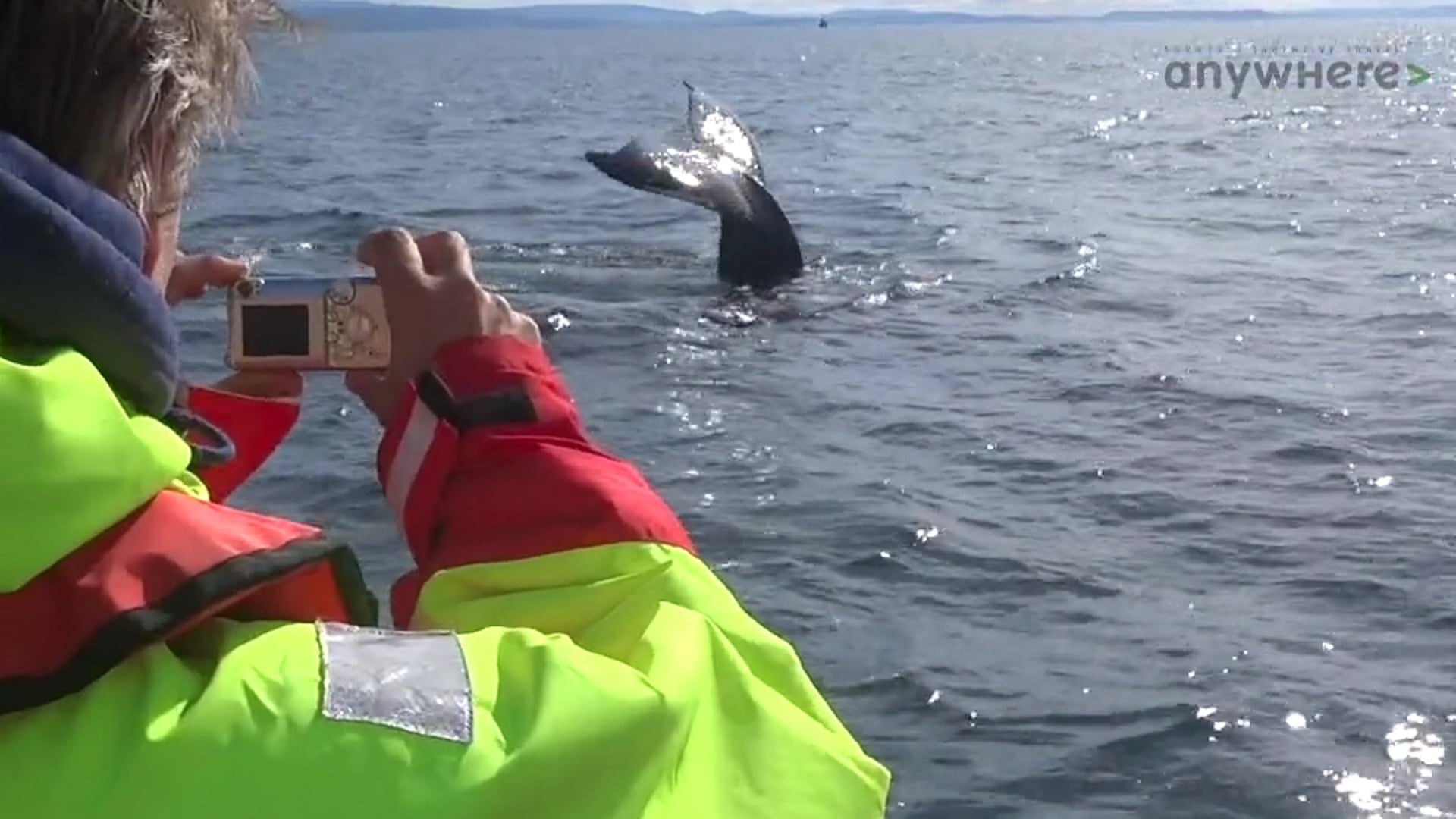 Anywhere IJsland Whale Watching Akureyri