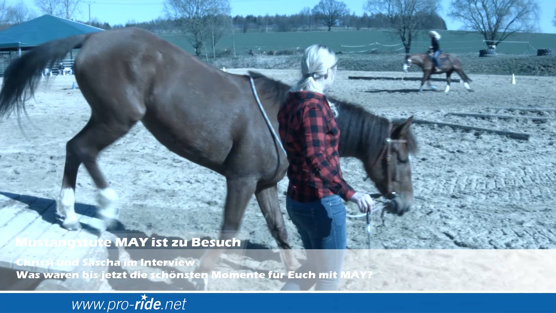 Mustangstute MAY ist zu Besuch