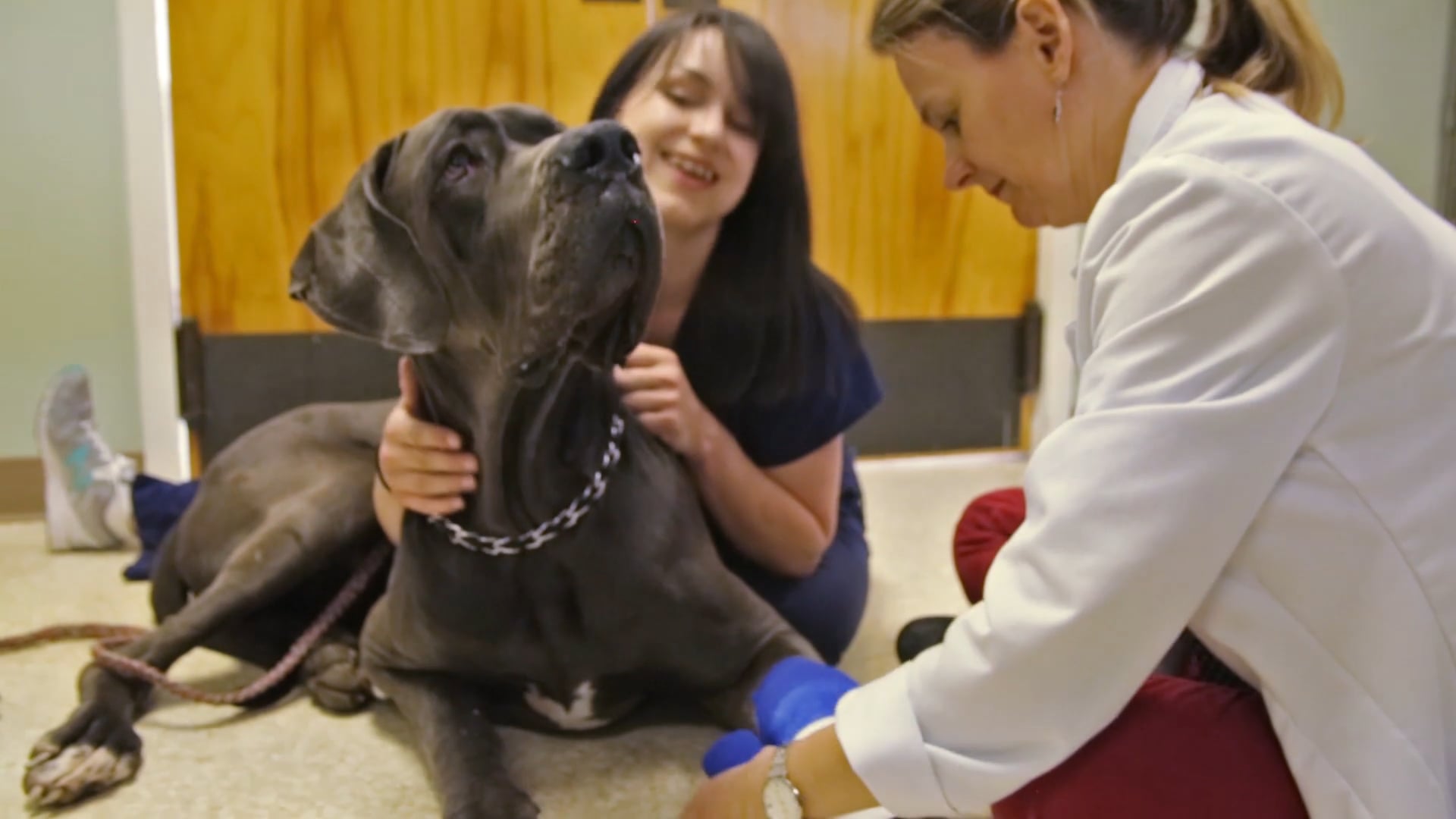 Overview Video - Armadale Veterinary on Vimeo