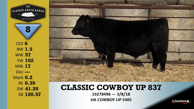 Lot #8 - CLASSIC COWBOY UP 837