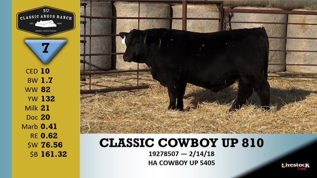 Lot #7 - CLASSIC COWBOY UP 810
