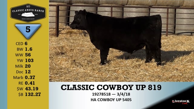 Lot #5 - CLASSIC COWBOY UP 819