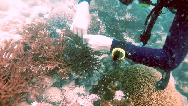 Staghorn coral studies show promise for global warming–resistant