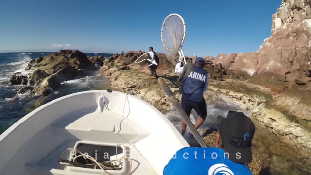 SEA LION RESCUE