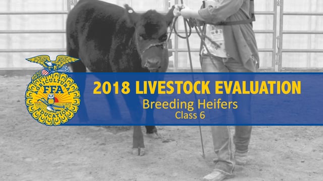 2018 Livestock – Class 6 Breeding Heifers