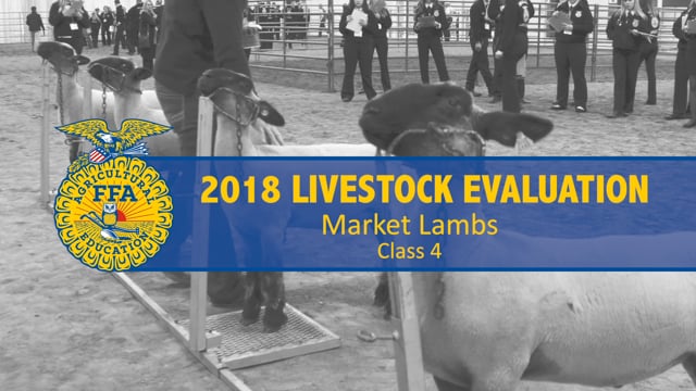 2018 Livestock – Class 4 Market Lambs