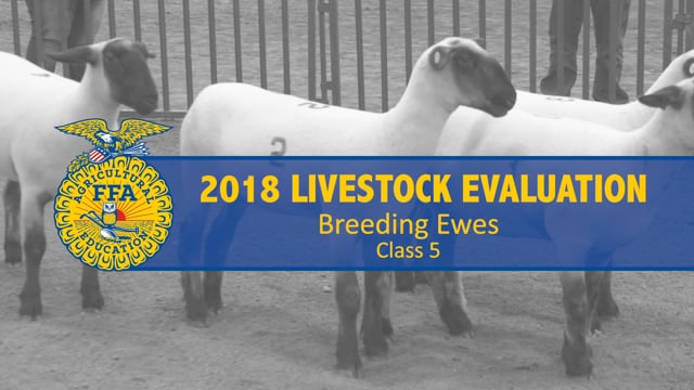 2018 Livestock – Class 5 Breeding Ewes