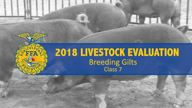2018 Livestock – Class 7 Breeding Gilts